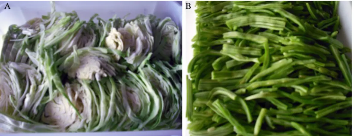 Figura 4 - Amostras de couve repolho (A) e feijão verde (B) após corte. 