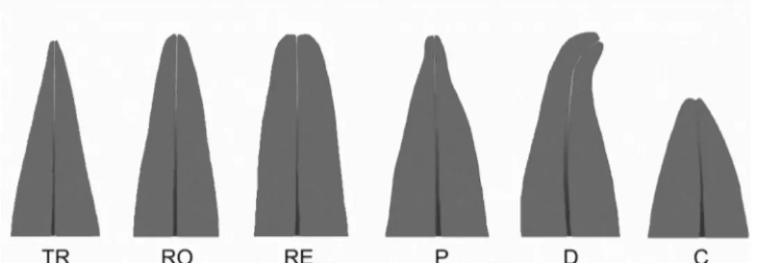Figura 2. Classificação das raízes de acordo com a forma: TR (triangular), RO (romboidal), RE (retangular), P (pipeta), D (dilacerada), C (curta).