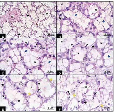 FIGURE 1- Sublingual gland A - 0 h: the glandular structure presents integrity, exhibiting mixed acini with large mucous cells  (M) and small half-moon serous cells (full arrow) and intralobular ducts (D) interlaced by stroma (reed arrow)