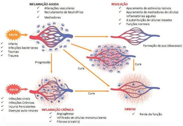 Figura 1- Interação entre infla mação aguda e crônica e angiogênese. “Resultados de inflamação aguda: 