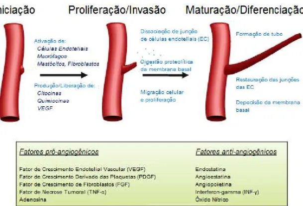 Figura 2- Angiogênese durante a inflamação.  “Durante a inflamação, a angiogênese é iniciada pela ativação 