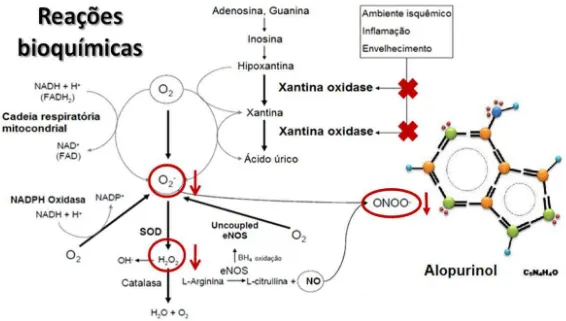 Figura  4-  Efeito  do  alopurinol  sobre  a  XO. Particularmente  a  inibição  da  conversão  da  hipoxantina  em 