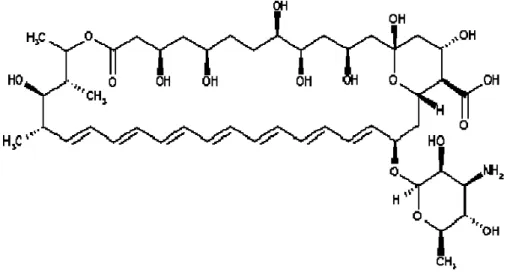 Figura 1. Estrutura química da Anfotericina B. Fonte: Gil et al., 2007. 