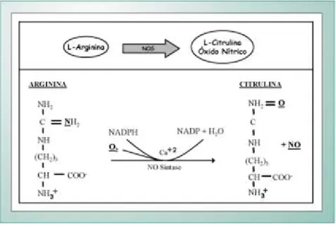 Figura 4. Formação do óxido nítrico a partir do metabolismo da arginina pela 