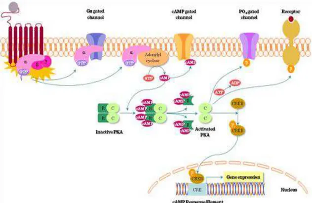 Figura 7. Ativação do CREB pela via AMPc/PKA. 