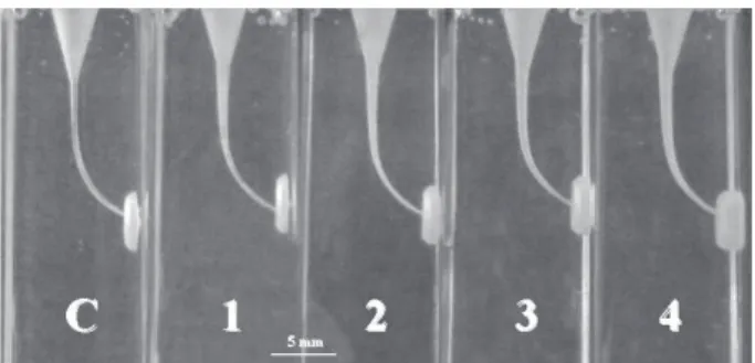 Figure 3 shows a plot of the mean diameters of the instruments measured at the tip and at each millimeter from the tip, as a function of tip distance, as well as the points representing the mean diameters of the canals measured from the end-point after eac