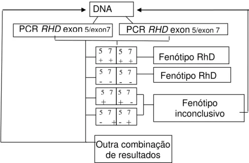 Figura 7 - Critérios de interpretação dos resultados da genotipagem RHD fetal  Se a amostra testada em duplicata apresentar amplificação dos exons 5 e 7 do gene 