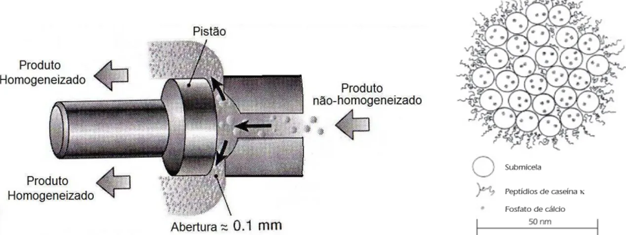 Figura 2 – Esquema de funcionamento de um homogeneizador e corte transversal de um  glóbulo de gordura (CHANDAN et al., 2006) 