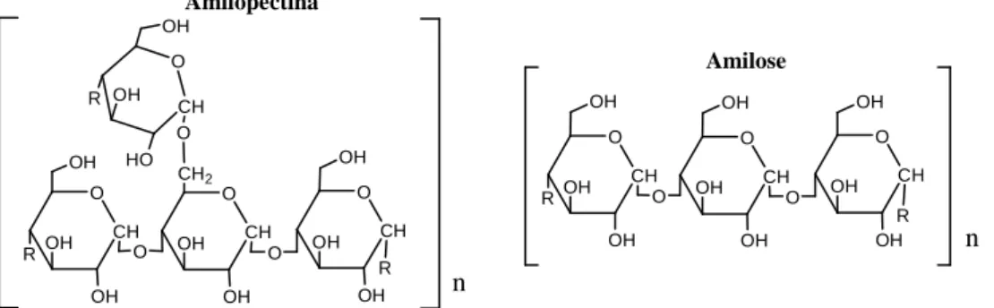 Figura 5 – Estrutura dos monômeros de amilopectina e amilose (RIBEIRO e SERAVALLI,  2004; FENNEMA, 2010) 