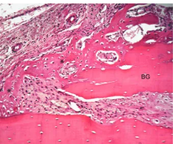 Figure 1- Group I – 10 days: Peripheral region of the graft. 