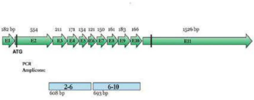 Figura 4 - Primers usados na reação em cadeia da polimerase (PCR) convencional 
