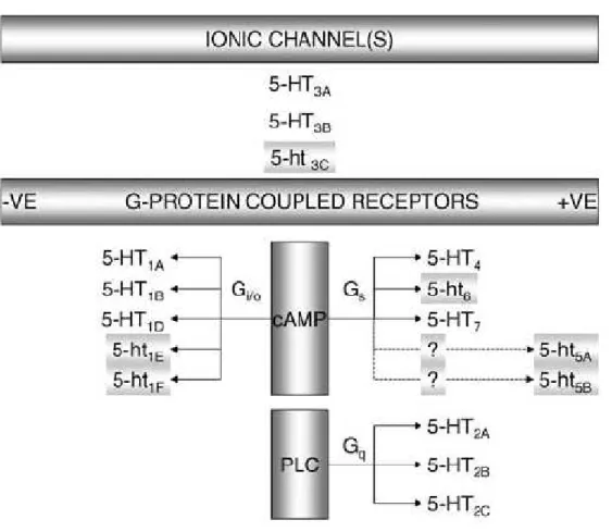 Figura 2 -  Classificação, subtipos e mecanismos de transdução dos receptores de 5-HT