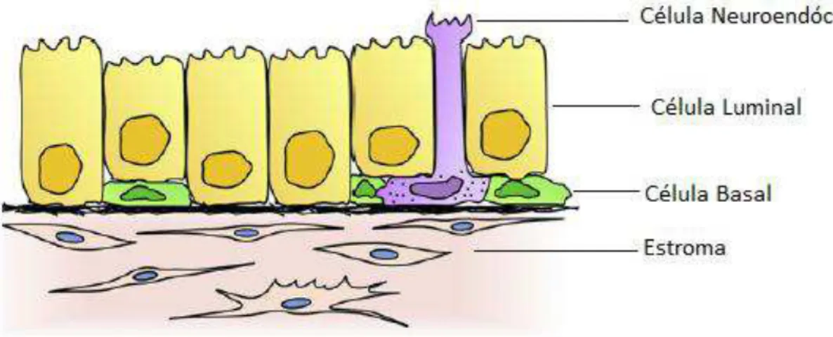 Figura 1: Representação esquemática do epitélio normal da próstata de ratos. Adaptado 