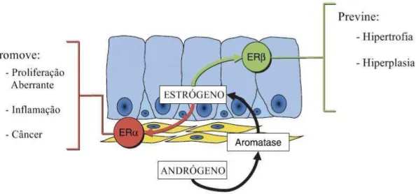 Figura  2:  Localização  dos  receptores  de  estrógenos  ERα  e  ERβ  na  próstata  e  suas 