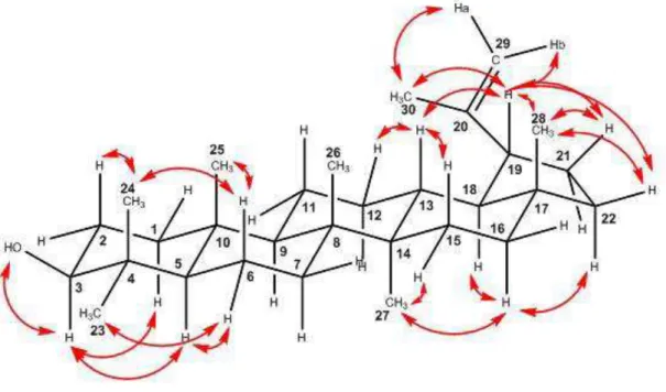 Figura 08 – Algumas correlações observadas no mapa de contornos ROESY do lupeol (152) 