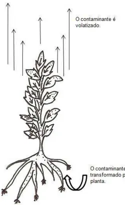 FIGURA 3.3: Esquema de fitovolatização 