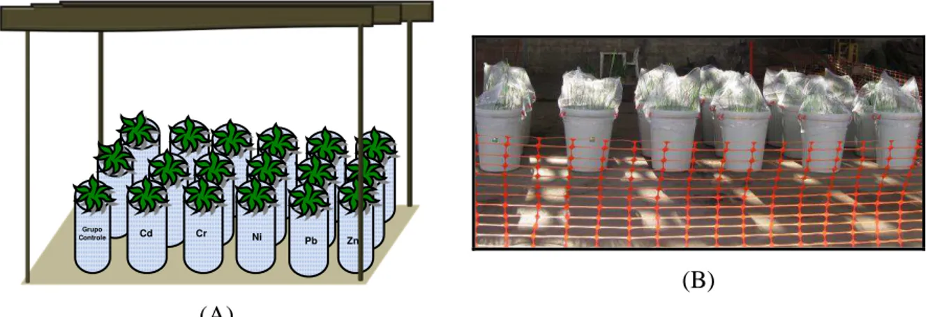 FIGURA 4.2: (A) Desenho esquemático do experimento e (B) experimento implantado  4.3  Ensaios com a solução contaminante 
