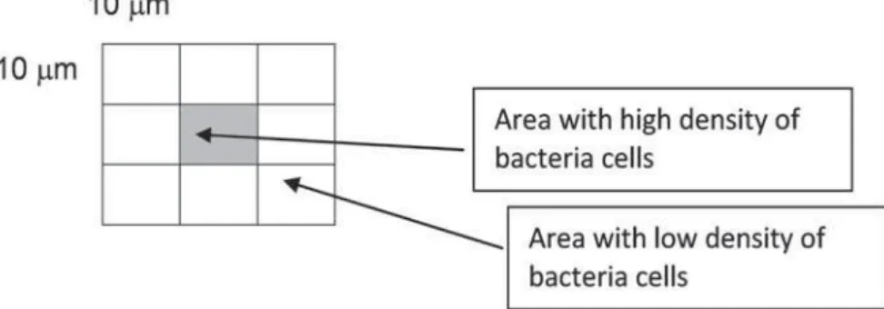 Figure 1- Diagram showing the calculation for the number of bacterial cells on 100 Pm 2  area in a total area of 1 mm 2  of  the glass surface