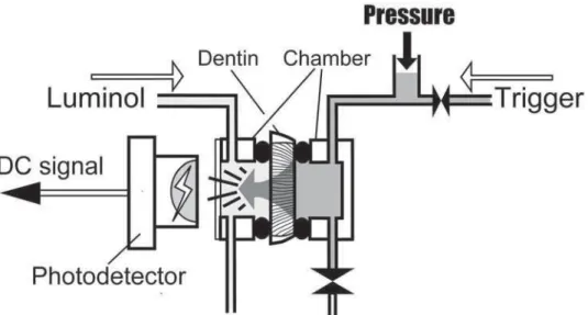 Figure 1- Measuring device for determination of dentin permeability. The activator solution (trigger) is enclosed in the  chamber on the pulpal side of the specimen