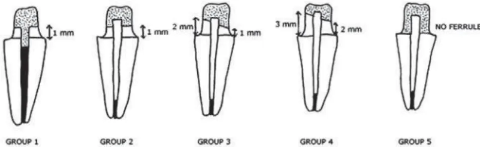 Figure 1- Schematic representation of the different tested groups