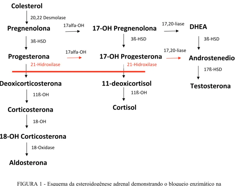 FIGURA 1 - Esquema da esteroidogênese adrenal demonstrando o bloqueio enzimático na  deficiência da 21-hidroxilase