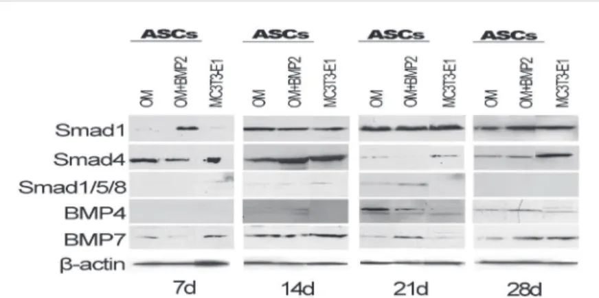 Figure 4A shows that BMPR-II relative mRNA  e x p r e s s i o n s   w e r e   s i m i l a r   f o r  A S C s + O M   a n d  ASCs+OM+BMP2 (ρ>0.05) at days 1, 7, 14, and 21