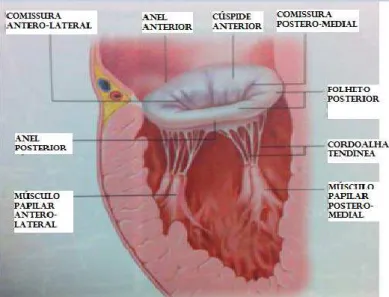 FIGURA 2 - Valva mitral 