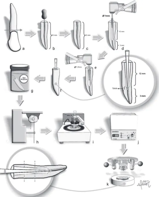 Figure 1- Schematic low chart of the experimental steps: a: sectioning the bovine roots to the length of 16 mm; b,c: 
