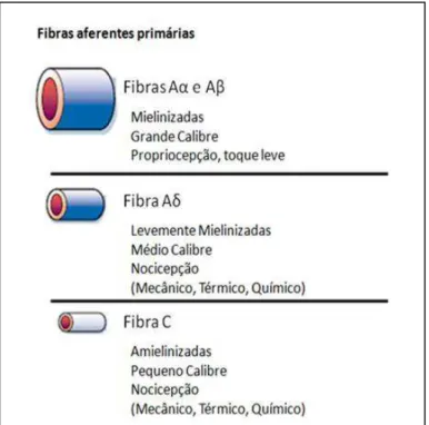 Figura  2  -  Tipos  de  fibras  sensitivas  (extraída  de 
