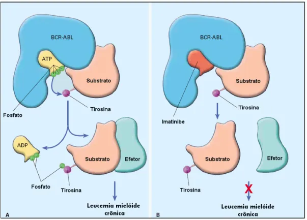 Figura 2 – Mecanismo de ação da proteína BCR-ABL e sua inibição pelo imatinibe 