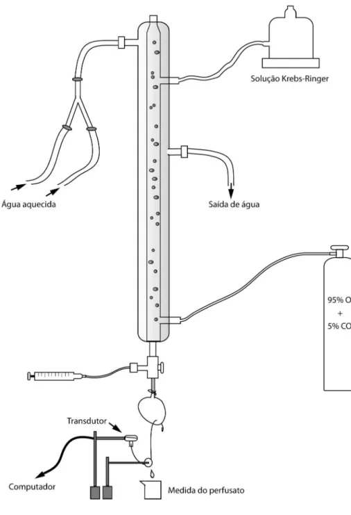 Figura  4  –  Esquema  ilustrativo  do  sistema  de  perfusão  por  pressão  constante  do 