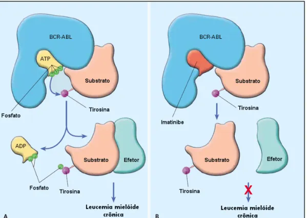 Figura 1  – Mecanismo de ação da proteína BCR-ABL e sua inibição pelo imatinibe 