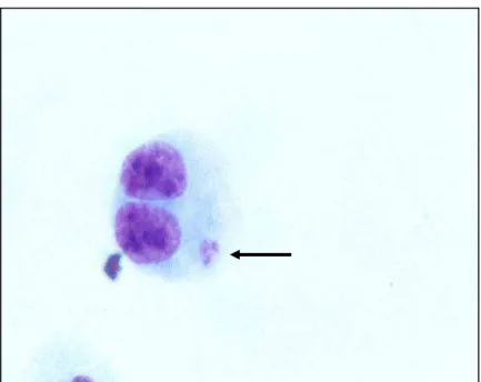 Figura  6  -  Fotomicrografia  de  célula  (linfócito)  binucleada  (BC)  contendo  micronúcleo  (MN)  corado  por  Giemsa  (observado  sob  aumento  de  1000  X)