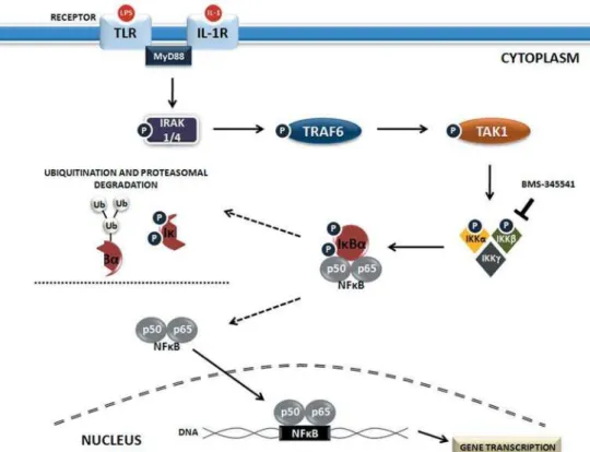 Figure 2-&amp;%"'*<='*&amp;%">*?IOQVOW   and prevent their nuclear translocation