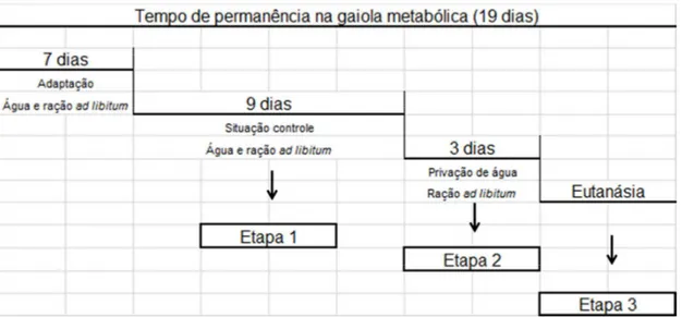 FIGURA  8  -  Ilustração  do  protocolo  utilizado  nos  experimentos  de  privação  de  água  realizados em gaiola metabólica