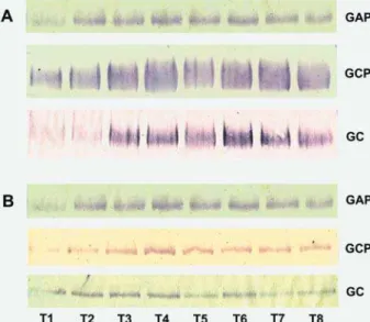Figure 1- Pattern of secretion of salivary glycoproteins. A  - Representative Western blots of MG2 pattern observed  in  all  individuals  from  each  group