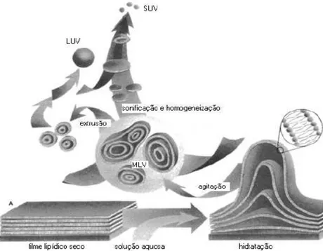 Figura  01.  Desenho  esquemático  e  simplificado  do  método  de  preparação  de  lipossomas