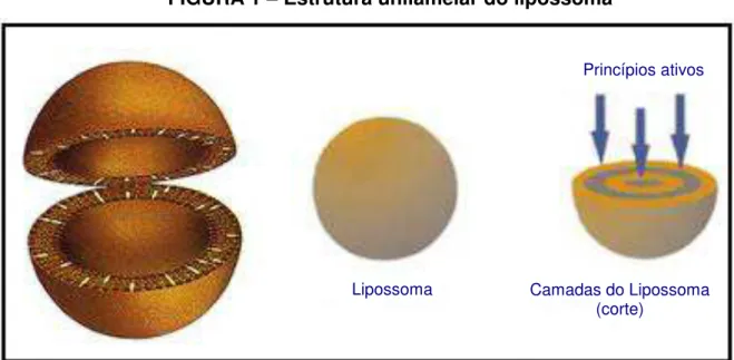 FIGURA 1  – Estrutura unilamelar do lipossoma 