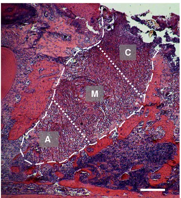 FIGURA 4 - Imagem panorâmica  – alvéolo dentário  