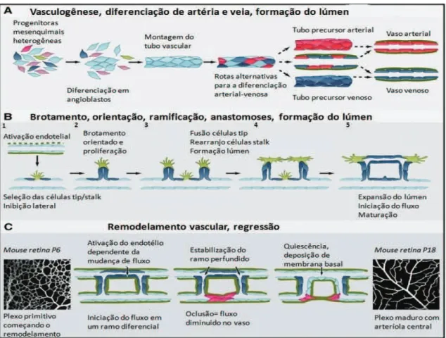 Figura  1  –  Caracteristicas  da  formação  de  vasos  sanguíneos.  (A)    Angioblastos  se  diferenciam 