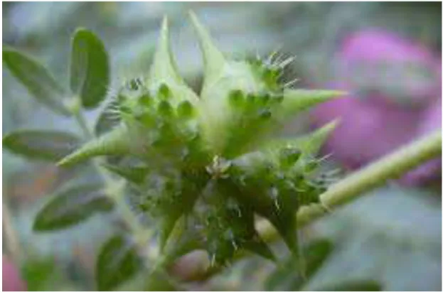 FIGURA 8 - Tribulus terrestris: espinhos 