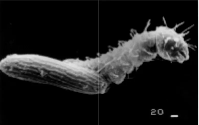 Fig. 3 – Larva de primeiro está Williams, 1997. Acesso: [ http 999).  O número nica  fêmea,  em iar  de  40  a  70,  amanho,  repasto ores  (YOUNG   a  espécie  L