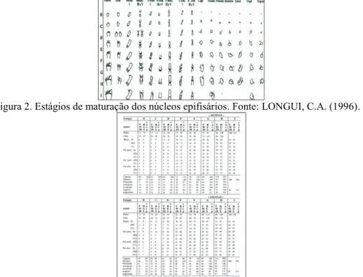 Figura 2. Estágios de maturação dos núcleos epifisários. Fonte: LONGUI, C.A. (1996).