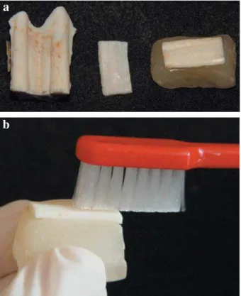 Figure 1- Bovine premolar tooth, and enamel surface 