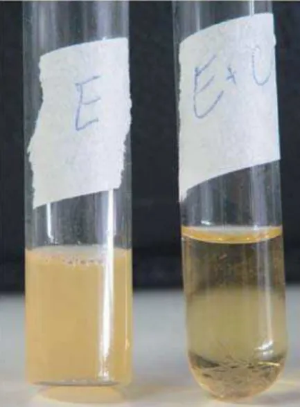 Figure 5- Characteristic of bacterial growth for group I, II, III, IV and V in the culture mediumI