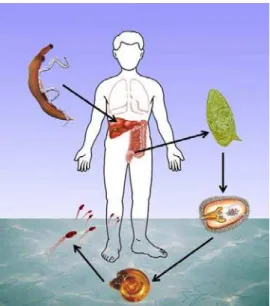 FIGURA 1 - Ciclo de vida do Schistosoma mansoni - Fonte: LAMBERTUCCI 