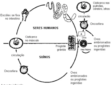 Figura 2. Ciclo de vida da Taenia solium.