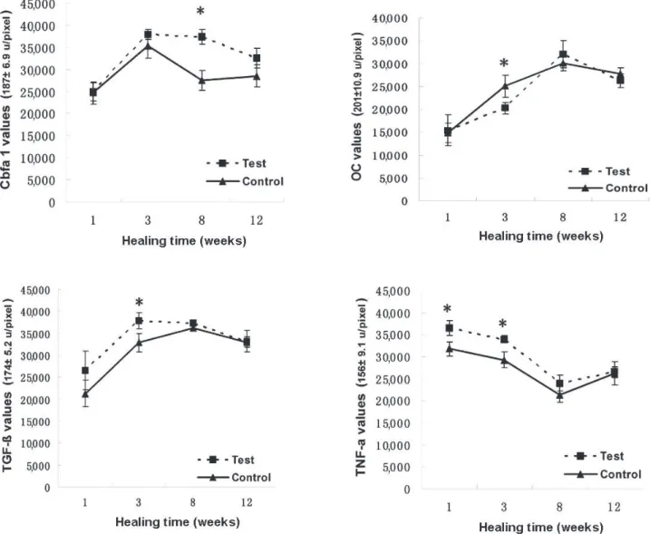 Figure 5-  Graphs showing the changes in expression of Cbfa1, osteocalcin (OC), TGF-β and TNF-α, in both groups at  1, 3, 8 and 12-week healing time