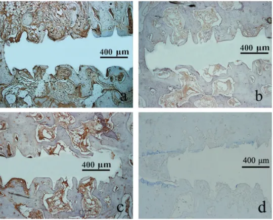 Figure 8- Immunohistochemical staining of TGF-β in sections from beagle mandible from test (a and b) and control group  (c and d), during weeks 3 and 8
