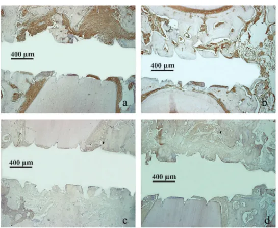 Figure 9- Immunohistochemical staining of TNF-α in beagle mandible sections from test (a and c) and control group (b  and d), during weeks 3 and 8